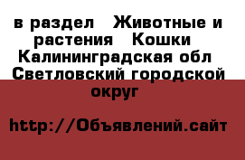  в раздел : Животные и растения » Кошки . Калининградская обл.,Светловский городской округ 